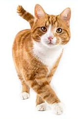 Read the latest news on your cat's health