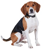 Read the latest news on your dog's health
