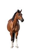Read the latest news on your horse's health